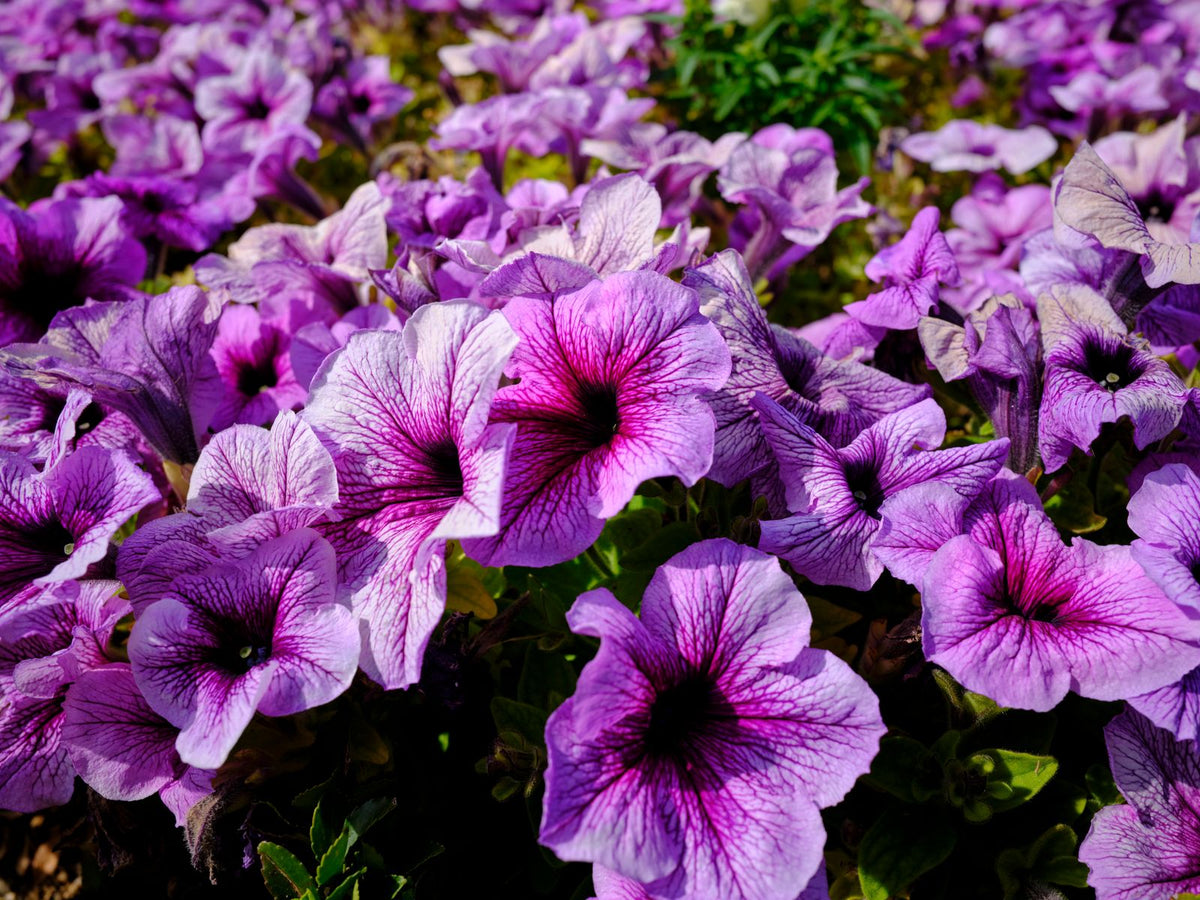 Watering Petunias, BabaBerry plant guide