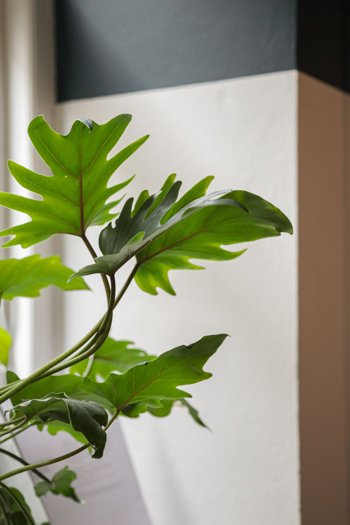 What Humidity Do Houseplants Actually Need?, BabaBerry