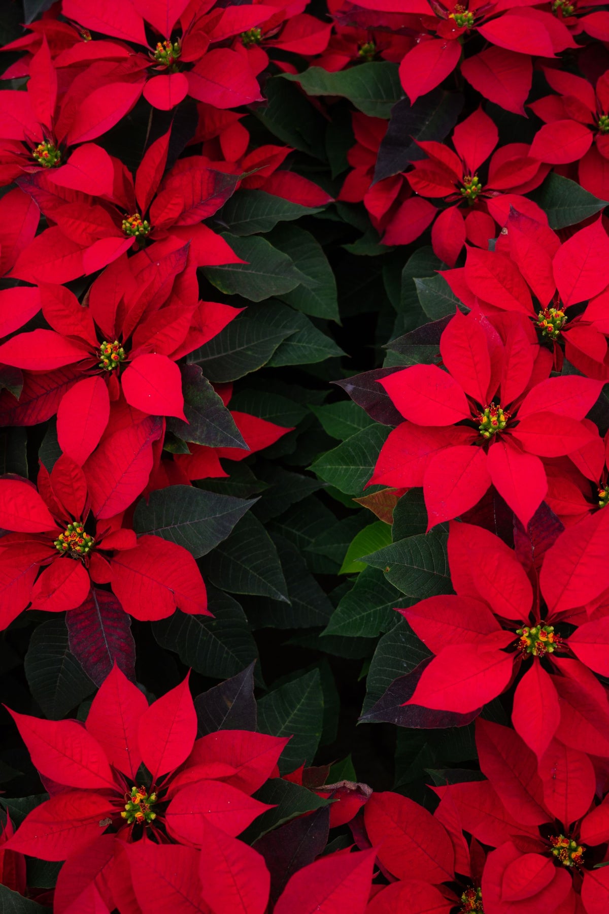Poinsettia plant foliage — poinsettia light requirements guide
