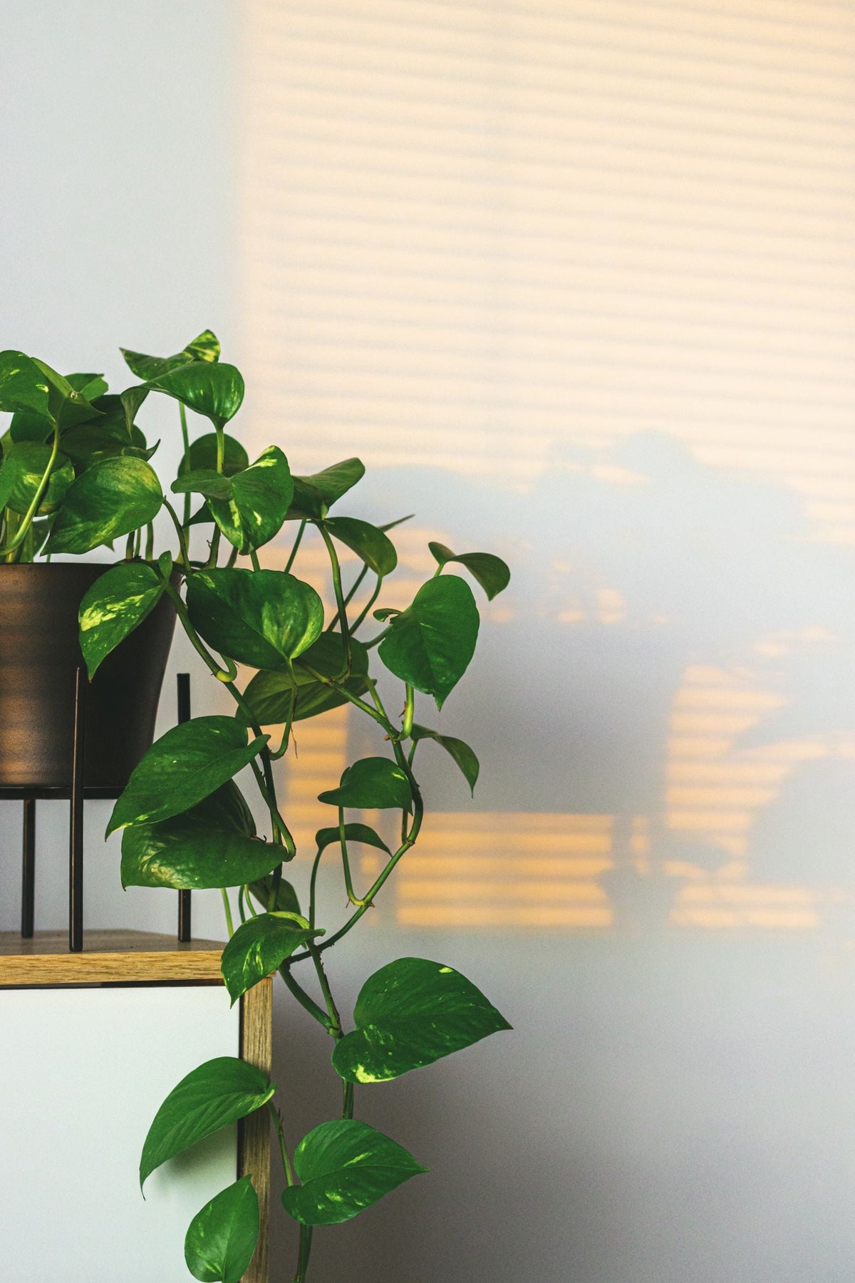 How to Water Large Floor Plants You Can't Lift, BabaBerry watering guide