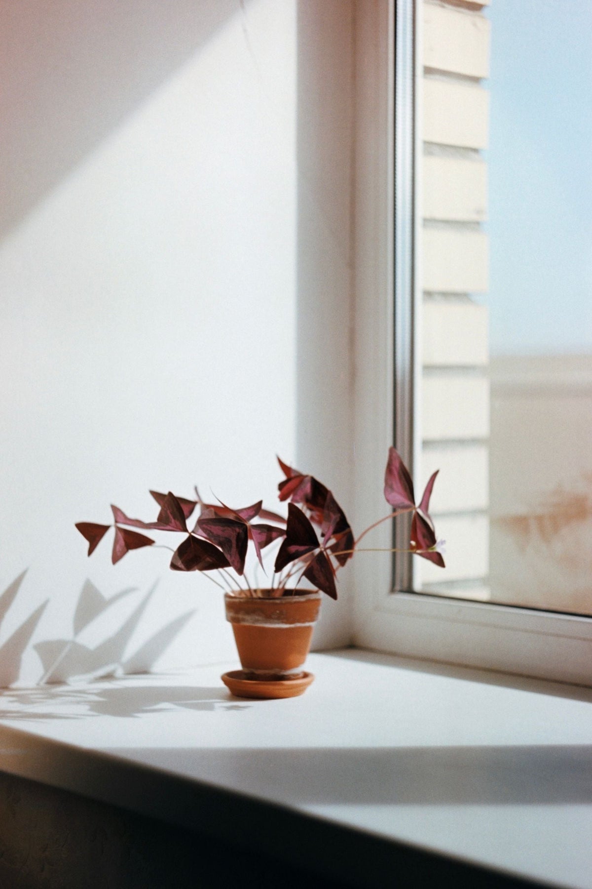 How Often to Water Oxalis, BabaBerry plant guide