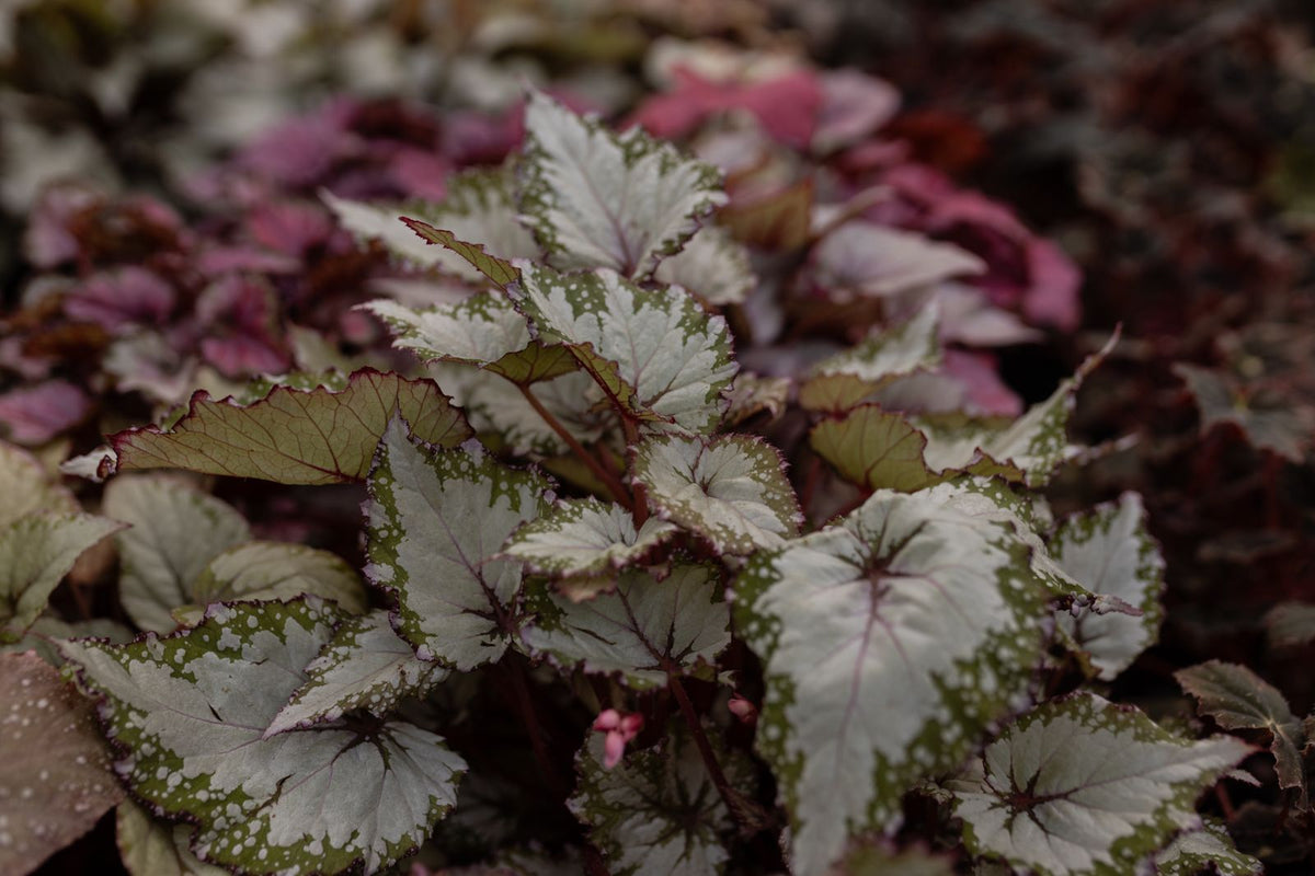 Rex Begonia Care plant, BabaBerry care guide
