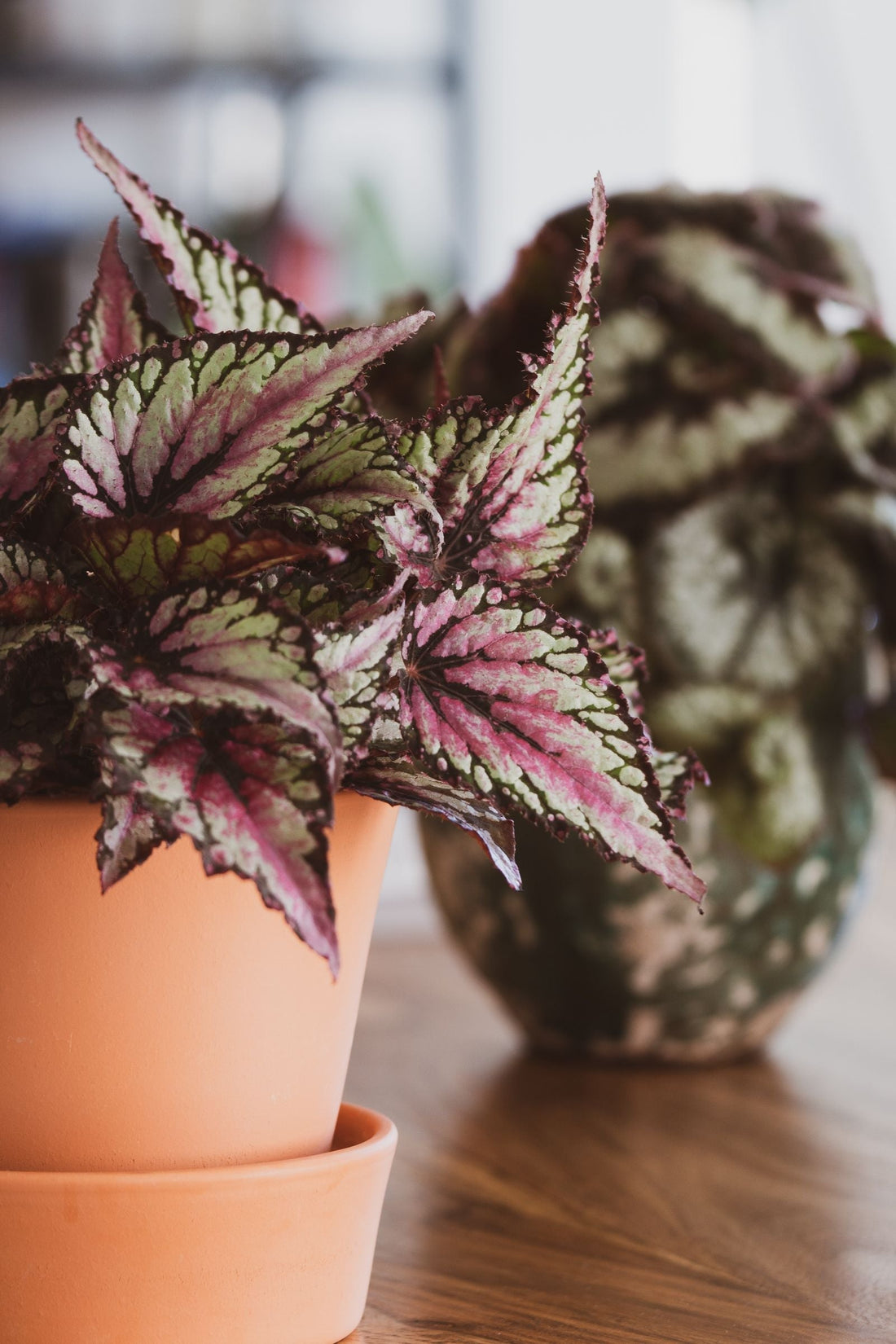 Rex Begonia plant foliage — rex begonia light requirements guide