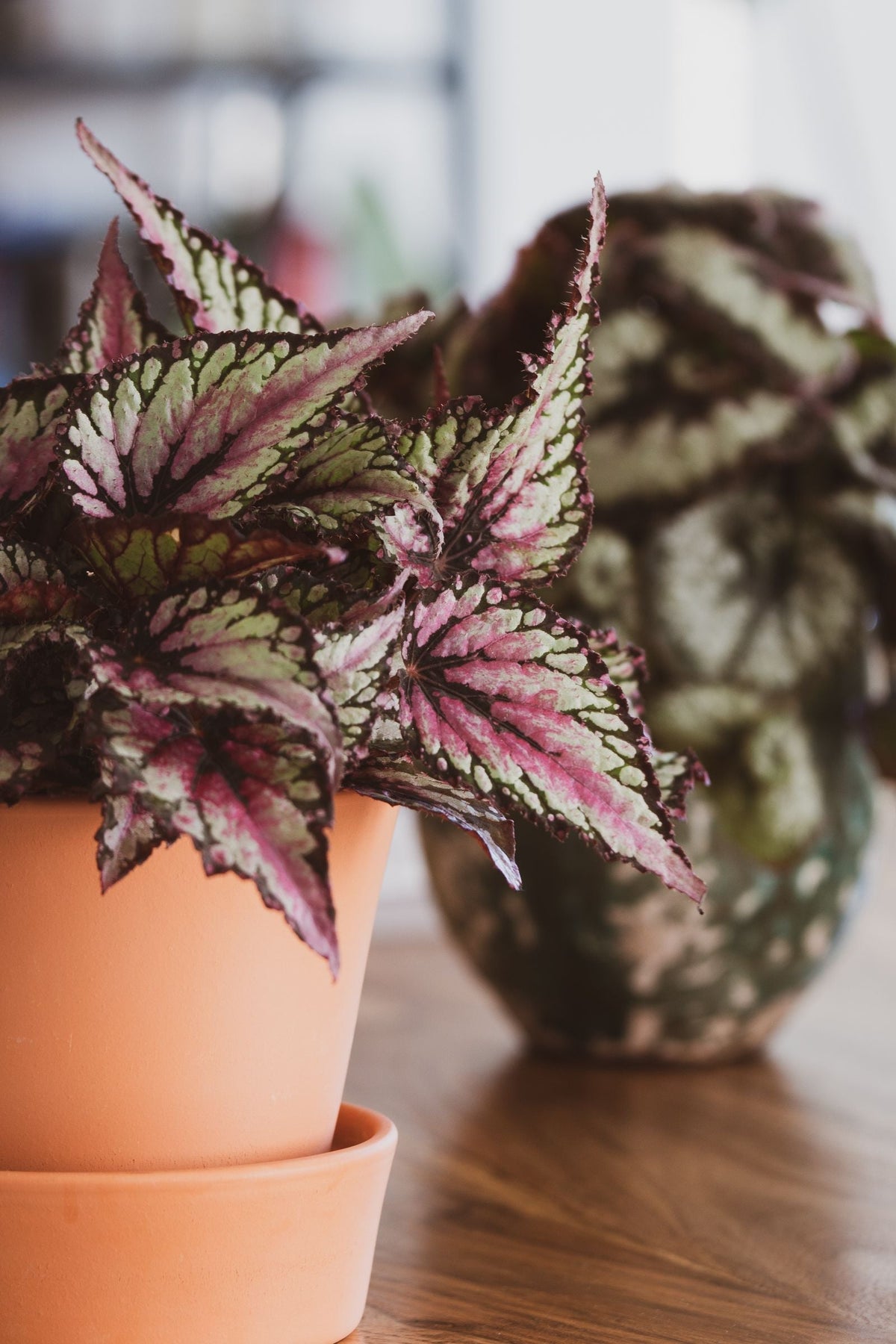 Rex Begonia plant foliage — rex begonia light requirements guide