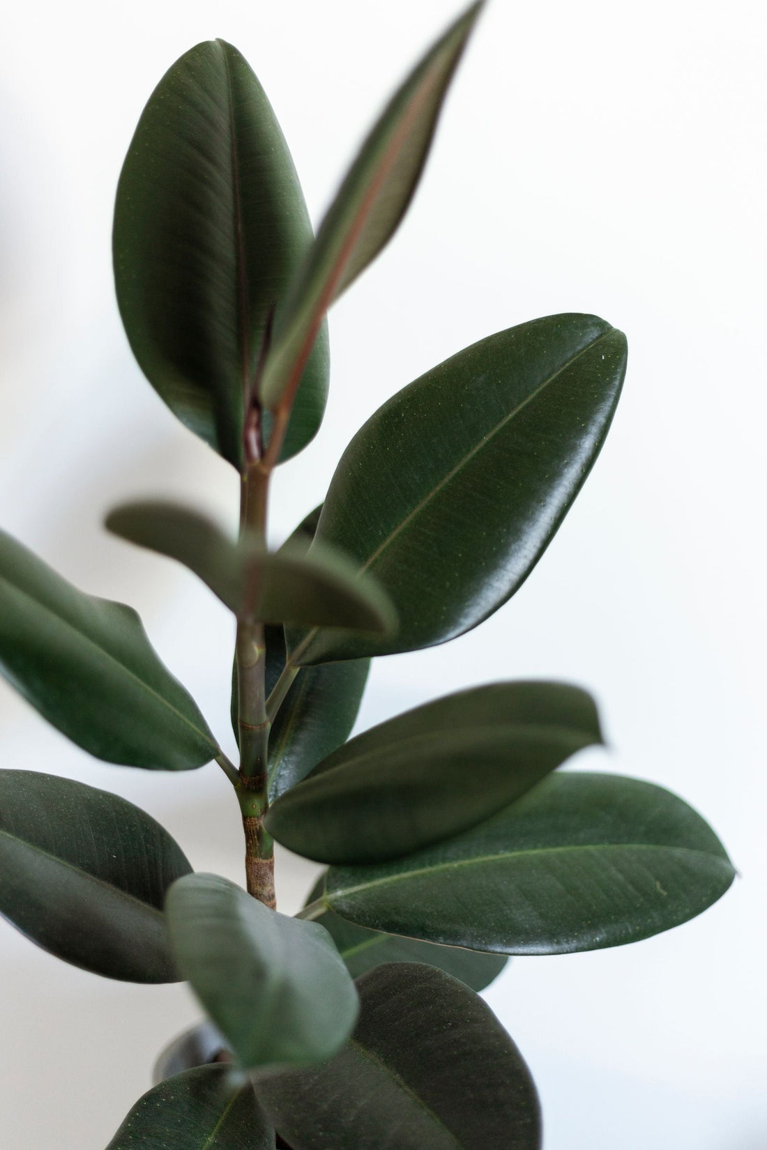 Overwatering vs Underwatering: How to Tell Them Apart, BabaBerry watering guide