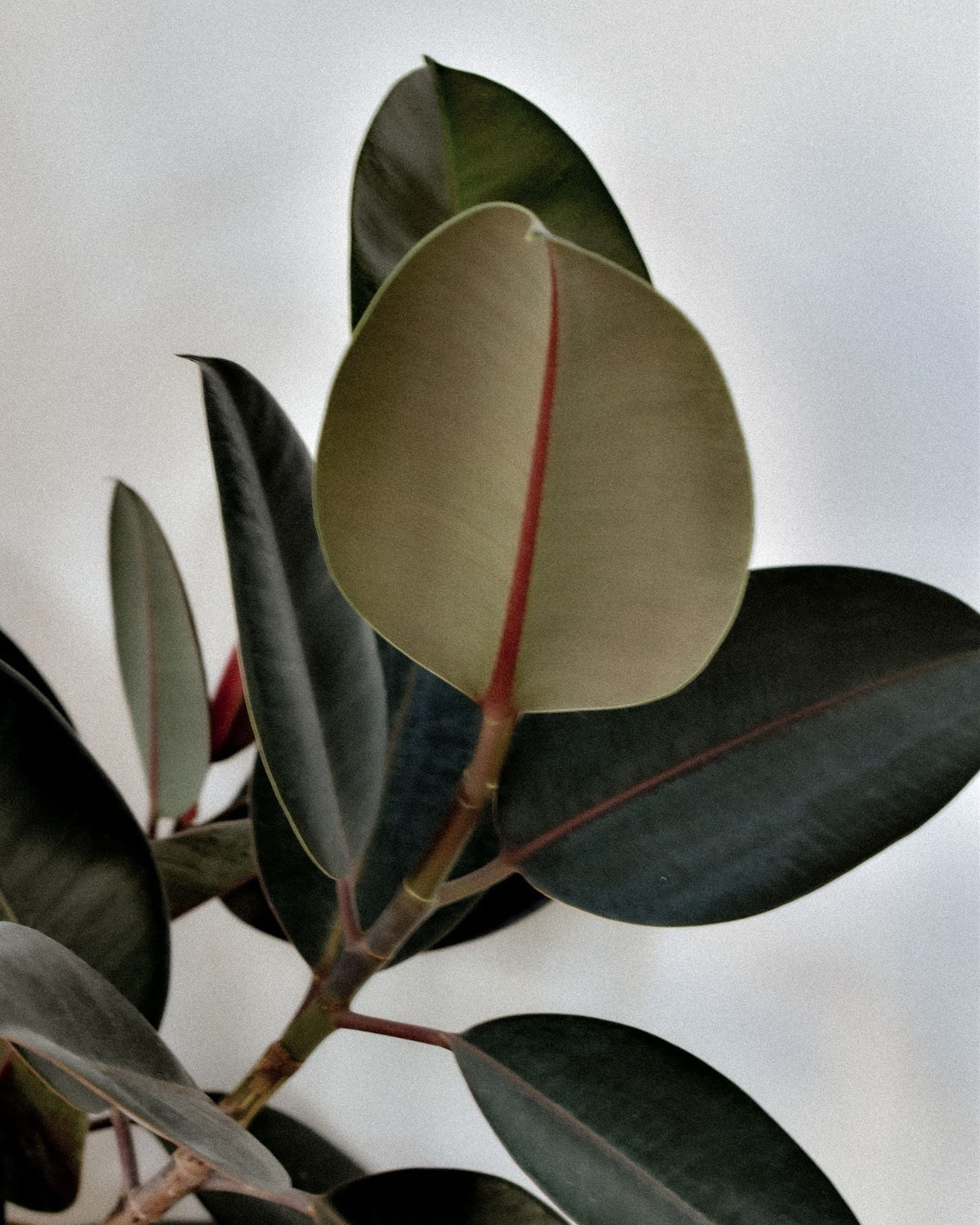 Rubber Plant plant foliage — rubber plant light requirements guide