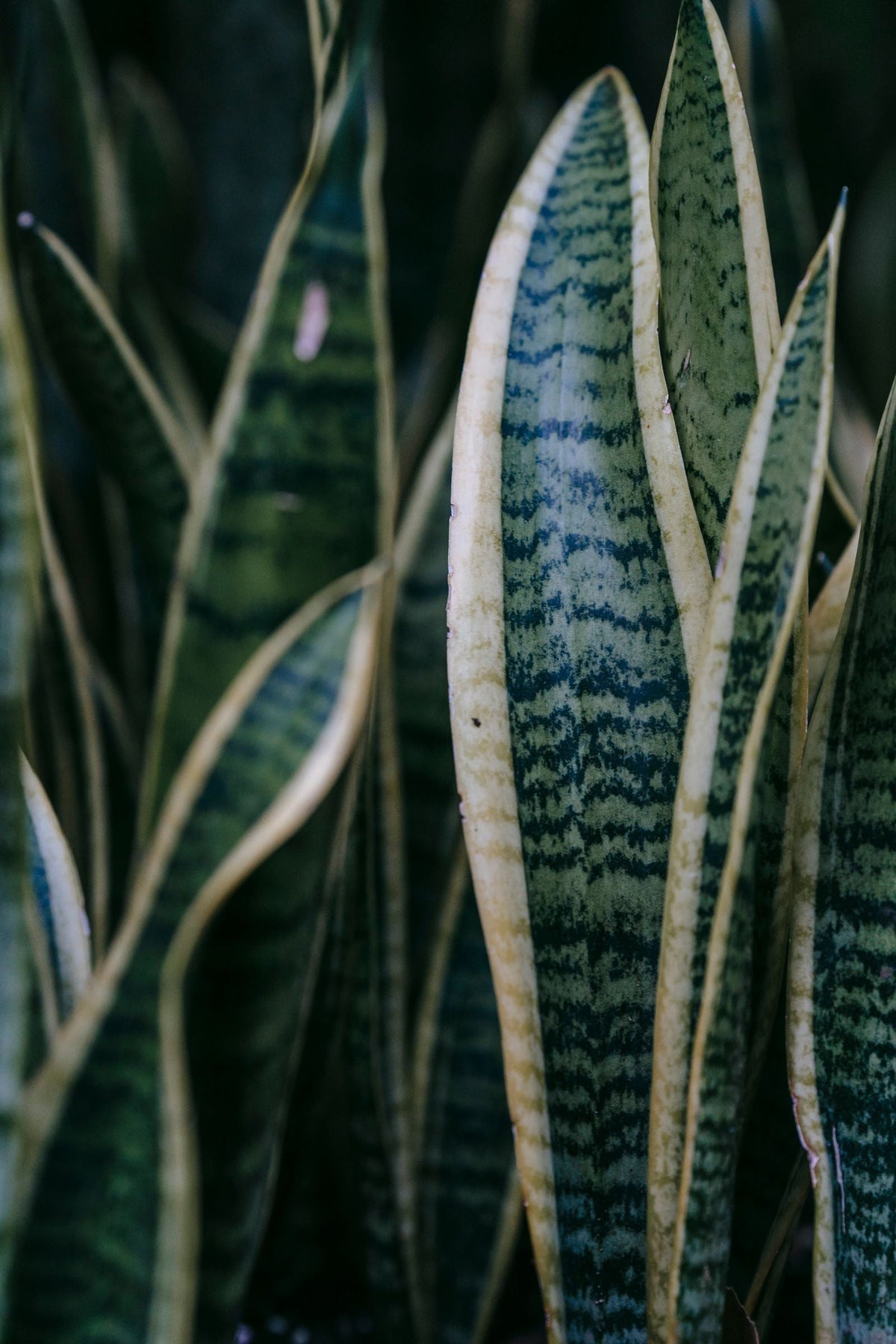 How to Revive a Dying Houseplant, BabaBerry watering guide