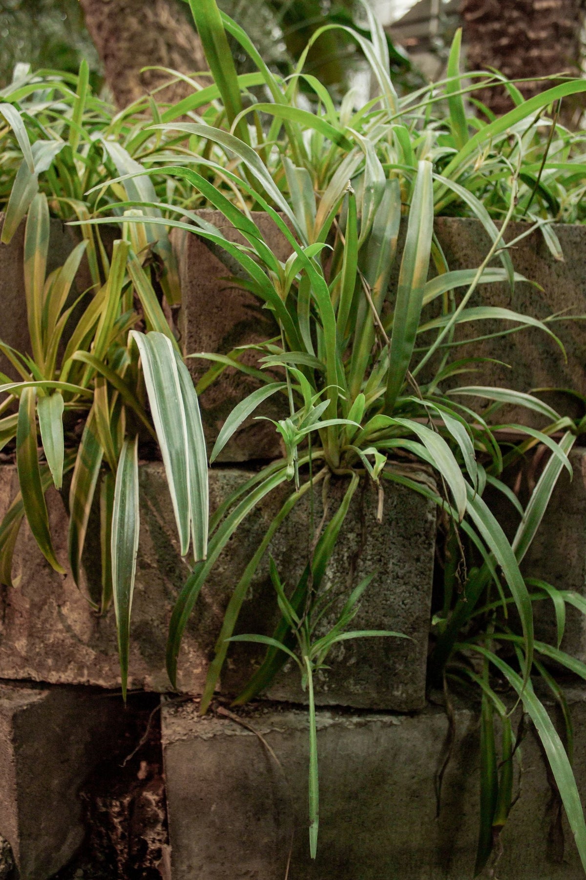 Why Is My Plant Dropping Leaves?, BabaBerry watering guide
