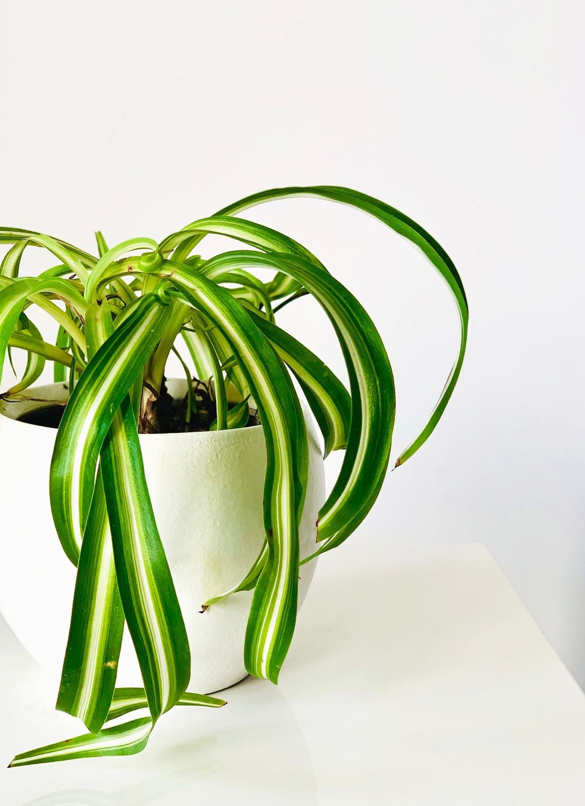 Spider plant (Chlorophytum comosum) on a regular watering schedule, an arching air-purifying houseplant hydrated by a terra cotta self watering spike.