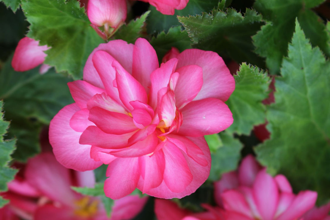 Keeping begonia watered while away from home with a terra cotta watering spike.