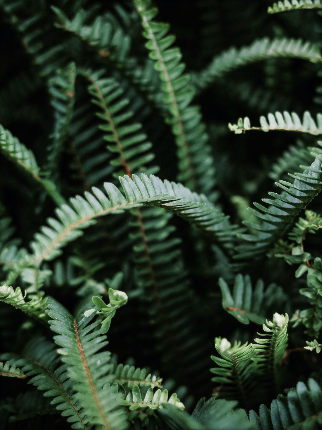 Watering a Boston Fern, BabaBerry plant guide