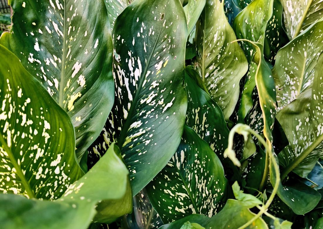 Keeping dieffenbachia (dumb cane) watered while away from home with a terra cotta watering spike.