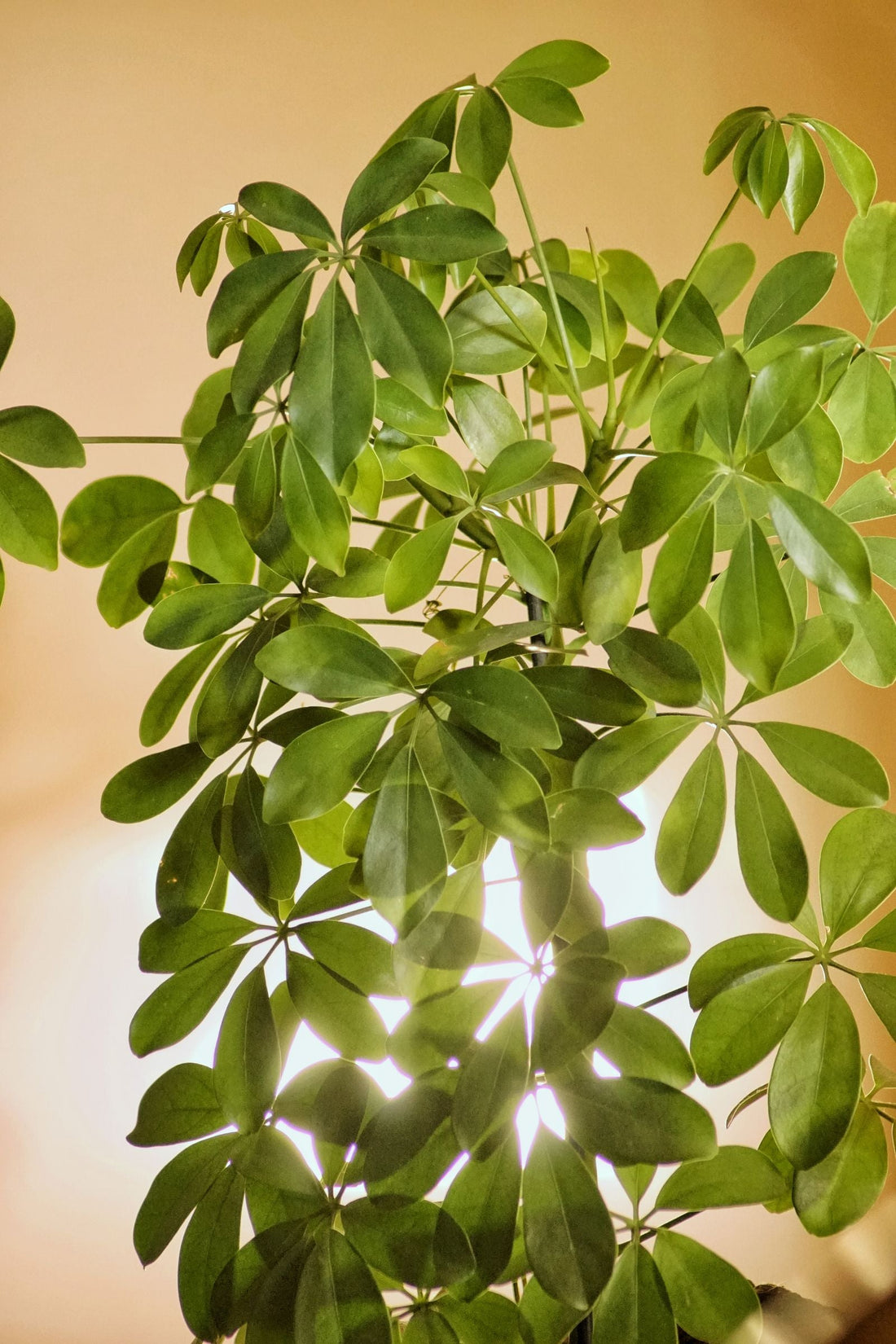 How Often to Water a Schefflera, BabaBerry plant guide