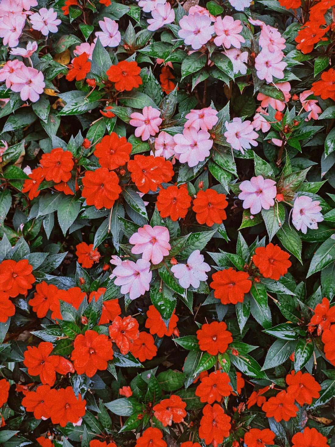 Keeping impatiens (busy Lizzie) watered while away from home with a terra cotta watering spike.