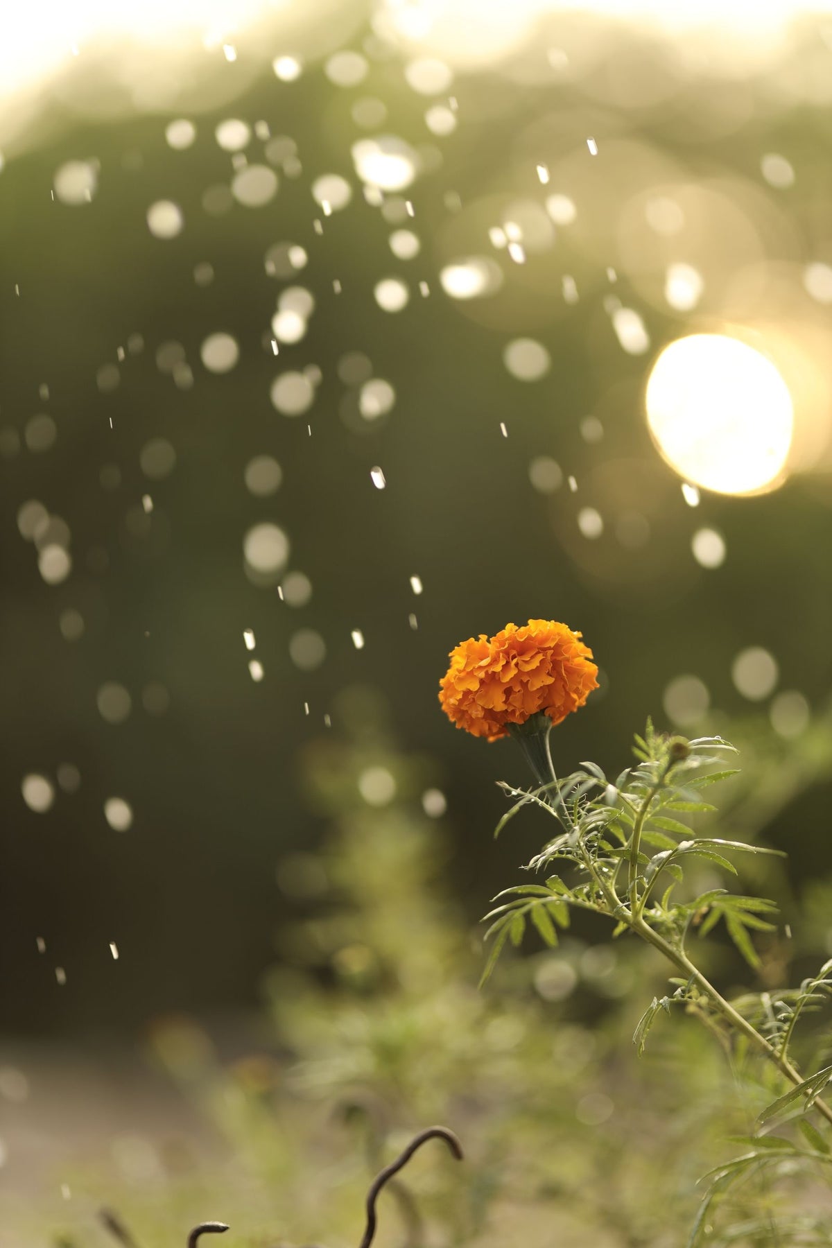 Keeping marigold (Tagetes) watered while away from home with a terra cotta watering spike.
