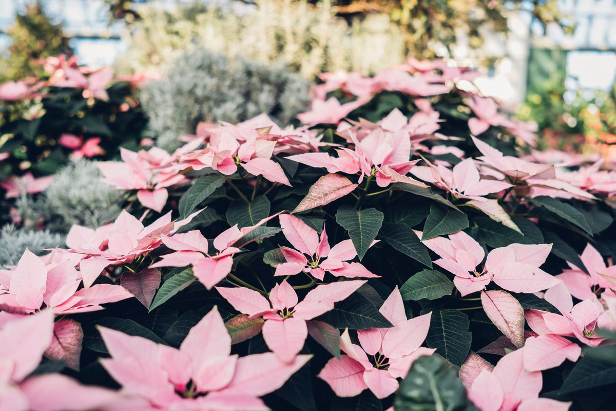 Keeping poinsettia (Euphorbia pulcherrima) watered while away from home with a terra cotta watering spike.