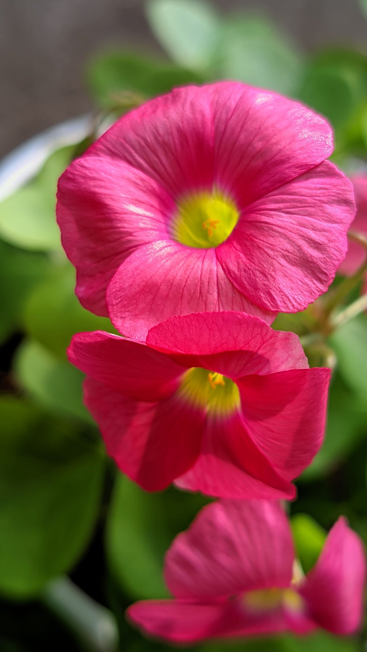 How Often to Water a Purple Shamrock, BabaBerry plant guide