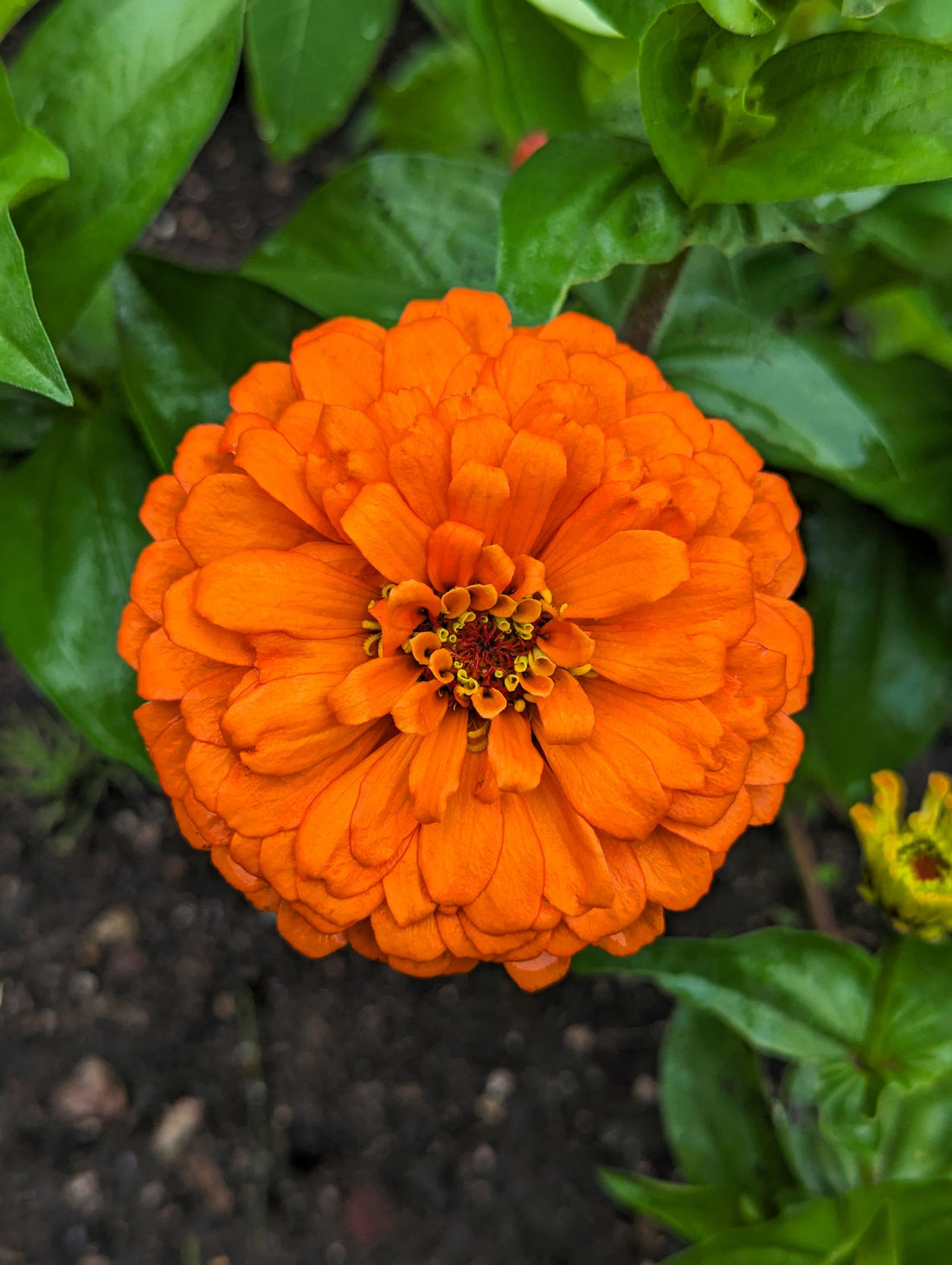 Keeping zinnia watered while away from home with a terra cotta watering spike.