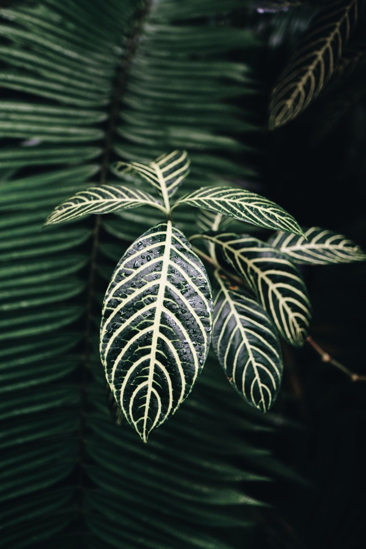 Zebra Plant (Aphelandra) Care plant, BabaBerry care guide