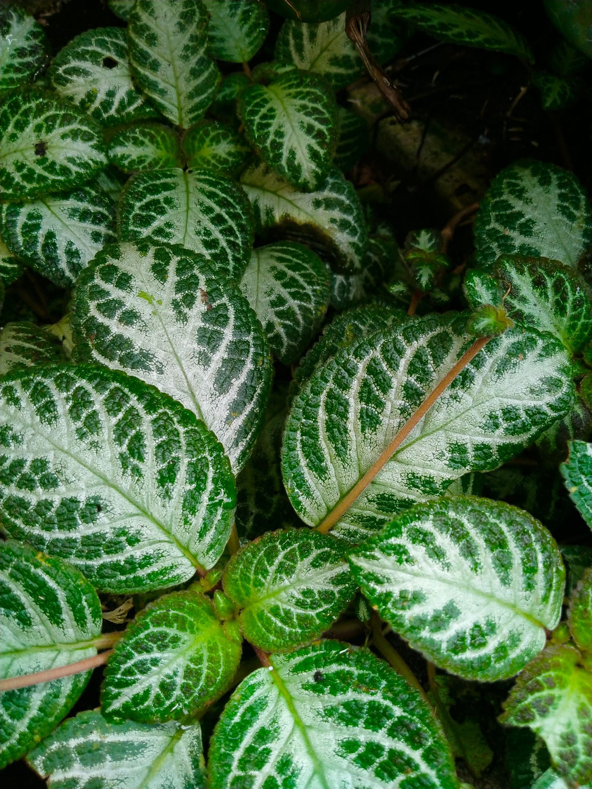 Zebra plant (Aphelandra squarrosa) watering guide: a striped-leaf tropical houseplant maintained with a self watering planter insert.