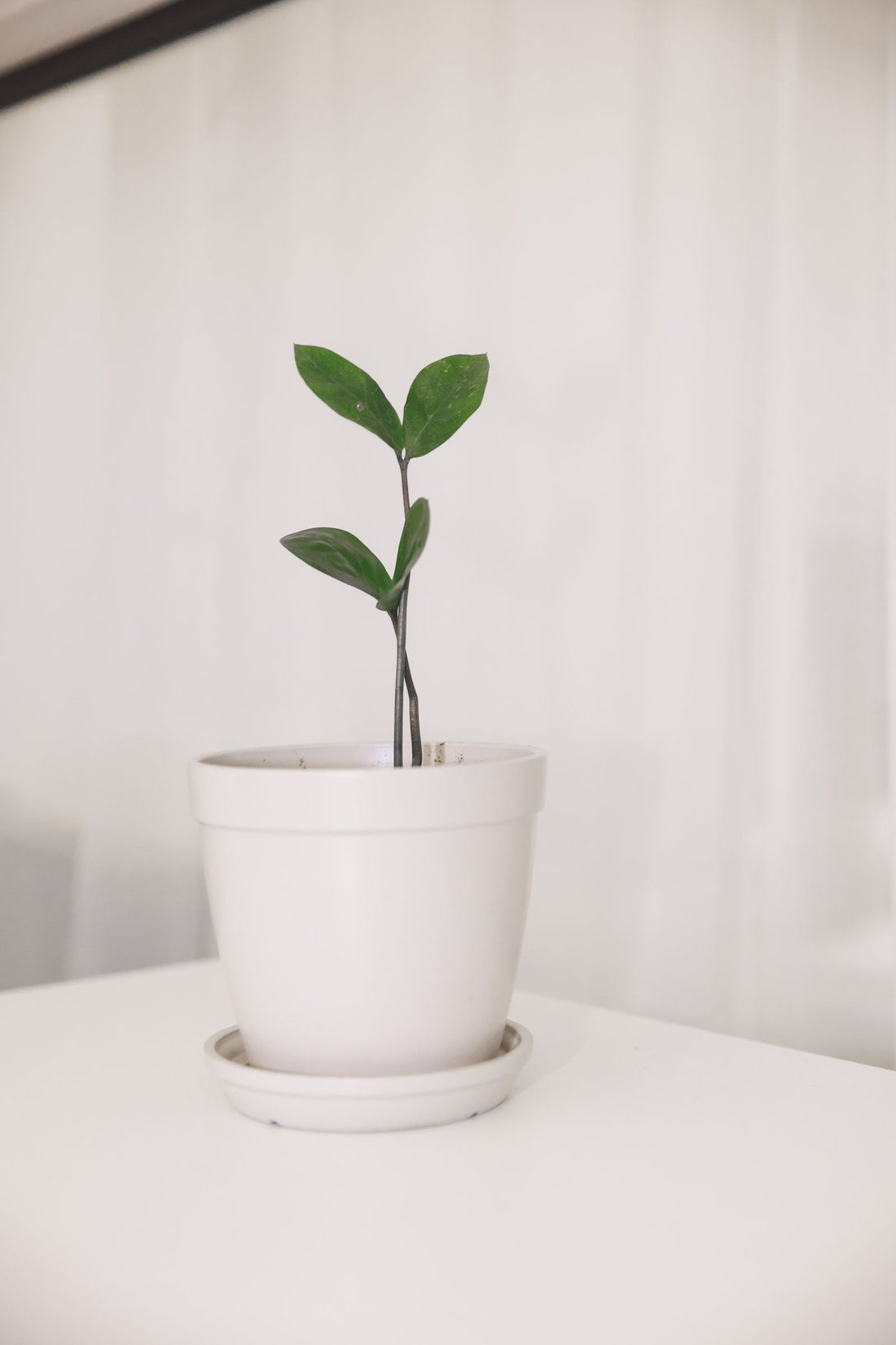 How to Move Houseplants Without Killing Them, BabaBerry