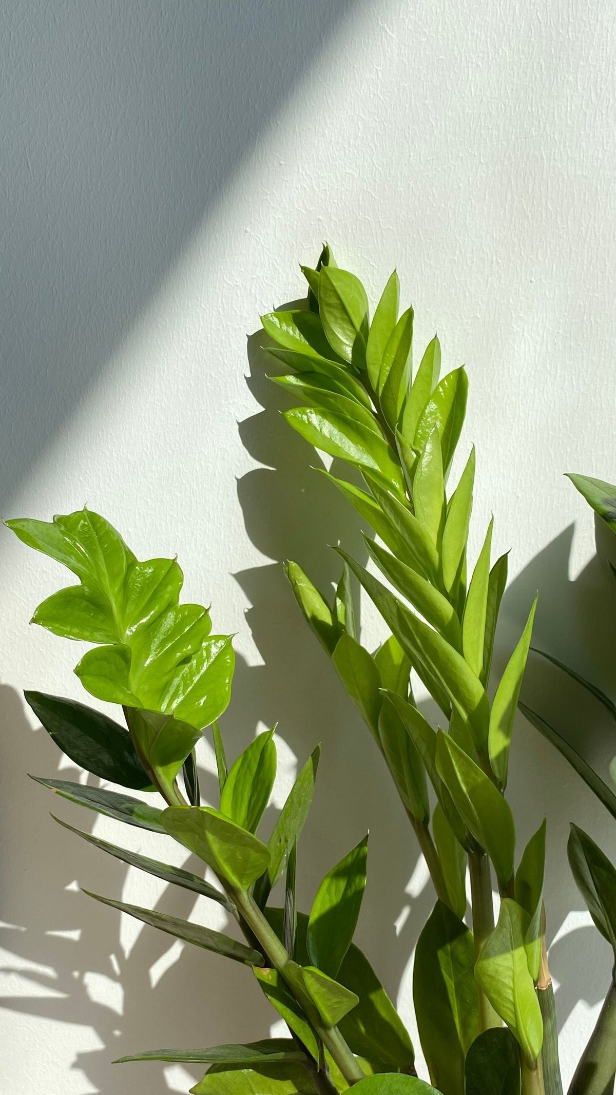 Zanzibar Gem plant foliage — zanzibar gem light requirements guide