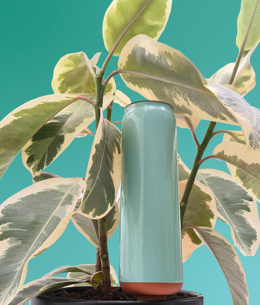 BabaBerry AcquaTerra teal ceramic self-watering planter insert standing upright in a black pot with a variegated rubber plant on a teal background — drip time calculator